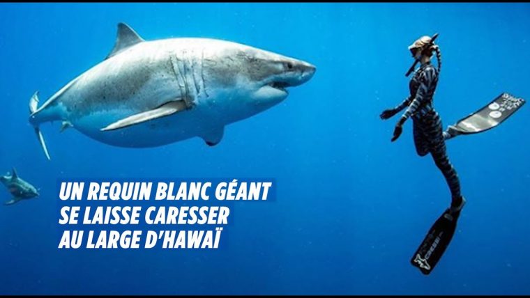 A Hawaï, Des Plongeurs Nagent Avec Un Requin Blanc Géant intérieur Jeux Gratuit Requin Blanc