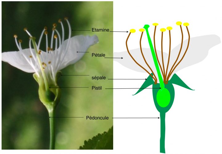 A Propos Des Fleurs | Vigie-Nature École à Schéma D Une Fleur