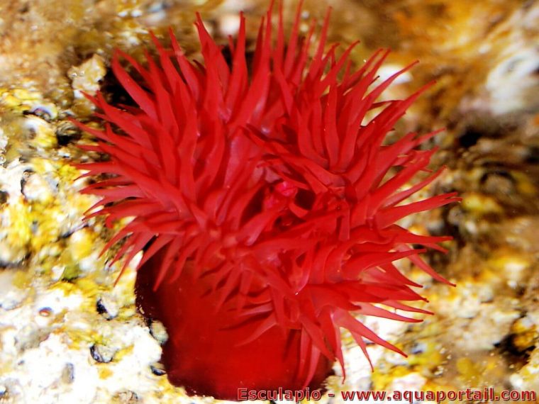 Actinia Equina (Anémone-Tomate, Actinie Chevaline) tout Anémone Des Mers