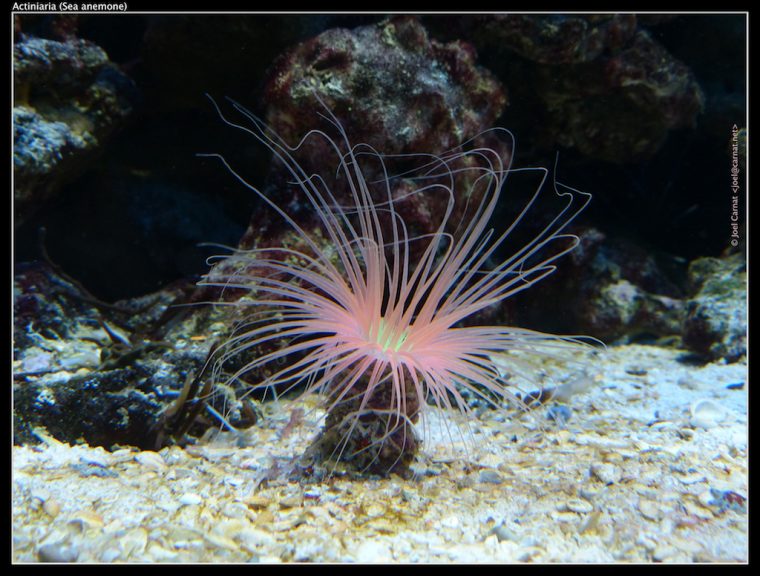 Actiniaria | Sea Anemone / Anémone De Mer | Carnat Joel | Flickr concernant Anémone Des Mers