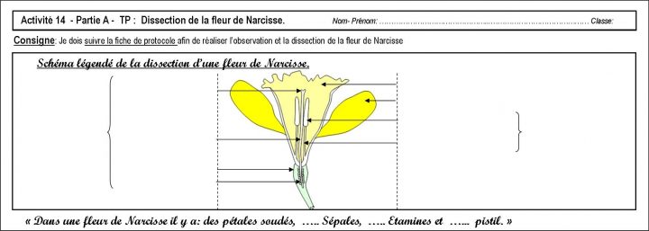 Activité 14 Et Activité 15 (= Dm ) – Svt – Collège Condorcet dedans Schéma D Une Fleur