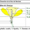 Activité 14 Et Activité 15 (= Dm ) - Svt - Collège Condorcet destiné Schéma D Une Fleur