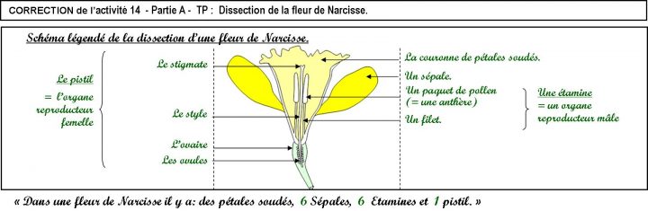 Activité 14 Et Activité 15 (= Dm ) – Svt – Collège Condorcet destiné Schéma D Une Fleur