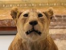 Africa Museum : Le Musée D'afrique De Tervuren - Vivre À encequiconcerne Les Animaux De L Afrique