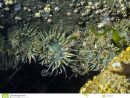 Agglomération De L'elegantissima D'anemone Anthopleura De encequiconcerne Anémone Des Mers