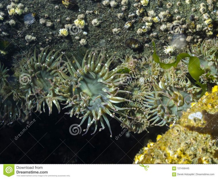 Agglomération De L'elegantissima D'anemone Anthopleura De encequiconcerne Anémone Des Mers