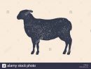 Agneau, Mouton. Logo Vintage Retro, Imprimer, Poster Pour à Photo De Mouton A Imprimer