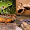 Amphibia — Wikipédia destiné Animaux Qui Pondent Des Oeufs