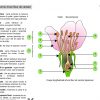 Anatomie D'une Fleur De Cerisier | Teaching, Animation, Journal destiné Schéma D Une Fleur