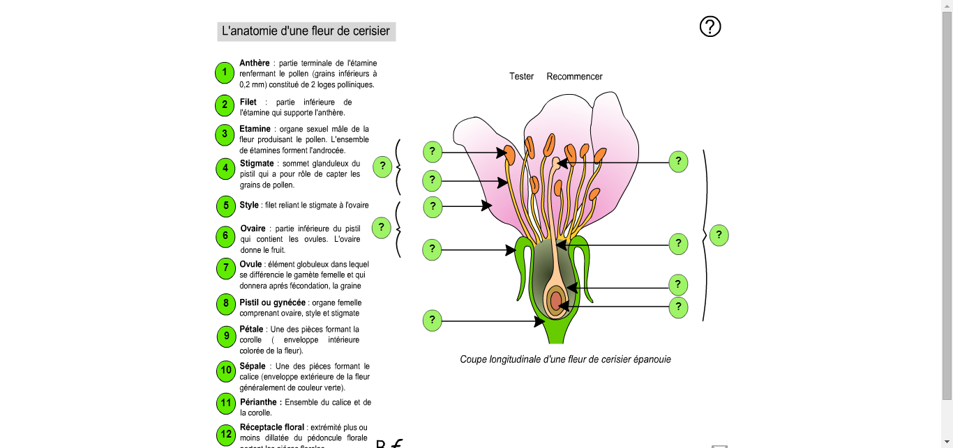 Anatomie D'une Fleur De Cerisier | Teaching, Animation, Journal destiné Schéma D Une Fleur