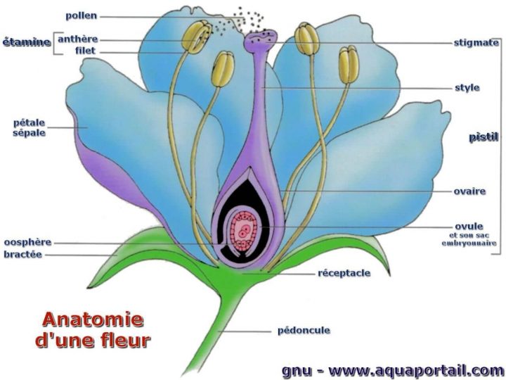 Anatomie Fleur Bractée – Recherche Google | Fleurs, Schéma à Schéma D Une Fleur