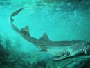 Ancien Requin Avec Des Dents En Forme De Vaisseau Spatial intérieur Requin Jeux Video