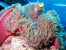 Anémone De Mer: Biologie, Aquarium, Reproduction | Anémone avec Anémone Des Mers