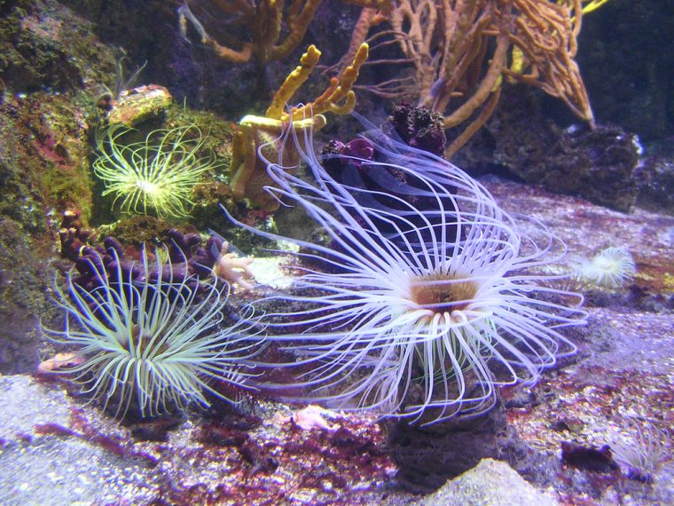 Anemone De Mer | David Humo | Flickr dedans Anémone Des Mers