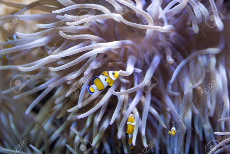 Anémone De Mer encequiconcerne Anémone Des Mers