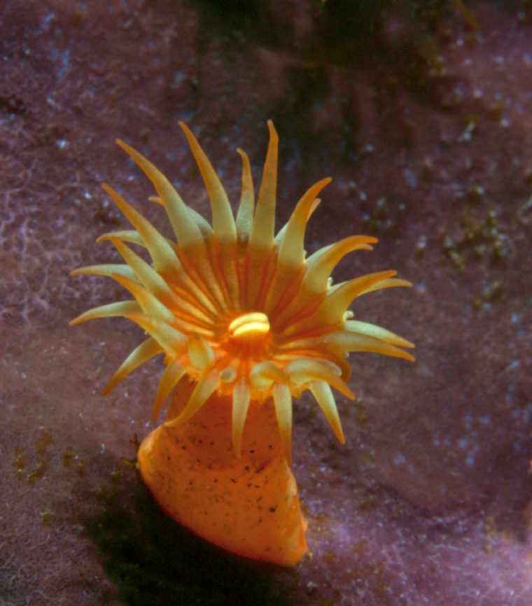 Anémone De Mer – Nostra Mar serapportantà Anémone Des Mers