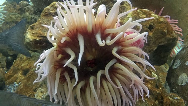 Anemone De Mer : Taille, Description, Biotope, Habitat concernant Anémone Des Mers