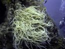 Anémone De Mer Verte | Aqua Plongée concernant Anémone Des Mers