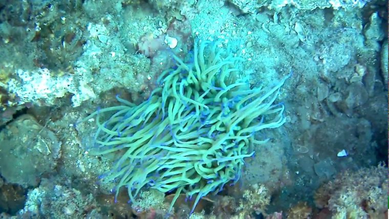 Anémone De Mer Verte concernant Anémone Des Mers