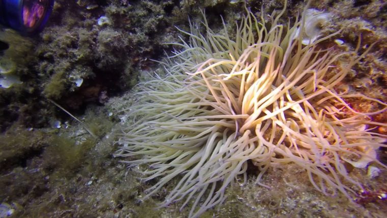 Anémone De Mer Verte Et Sa Nurserie concernant Anémone Des Mers