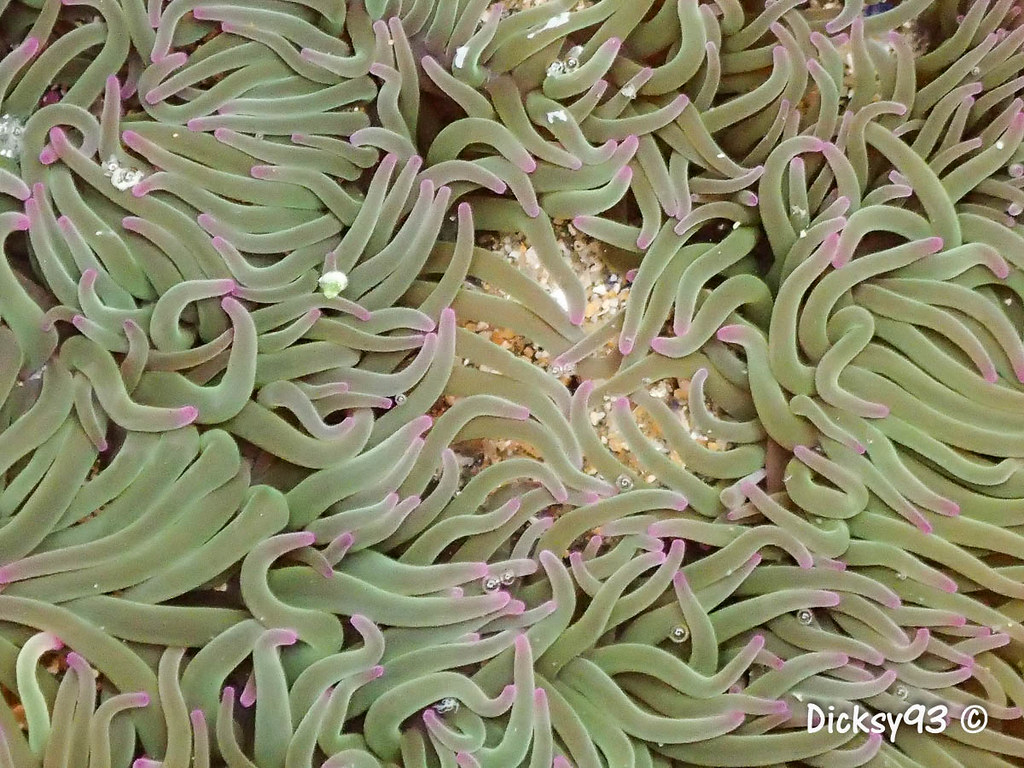 Anémones De Mer (Anemonia Viridis) | Cath | Flickr serapportantà Anémone Des Mers