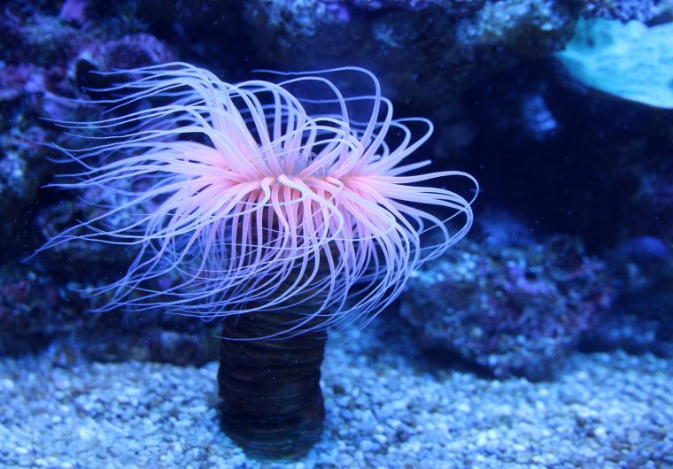 Anemones Des Mers – Le Monde De Poseidon destiné Anémone Des Mers