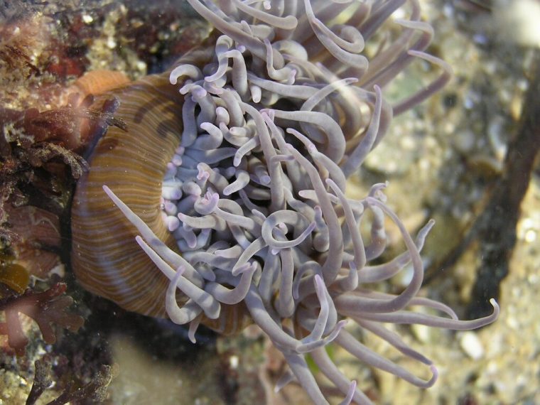 Anemonia Sulcata = Anemonia Viridis – Anémone De Mer Verte avec Anémone Des Mers