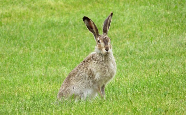 Animal Qui Commence Par L – En Français Et En Anglais ! encequiconcerne Animaux Qui Pondent Des Oeufs