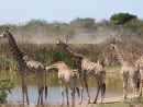 Animaux Afrique Du Sud - serapportantà Les Animaux De L Afrique
