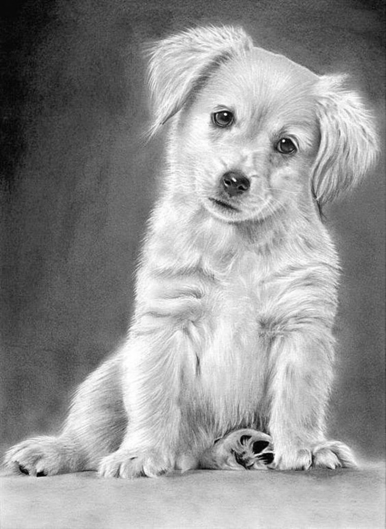 Animaux Chiens | Dessin De Chien, Animaux À Colorier, Dessin concernant Dessin Noir Et Blanc Animaux