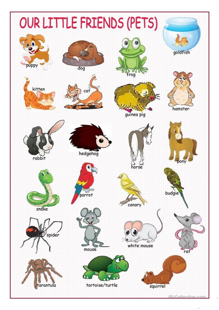 Animaux Familiers-Pets – My-Teacher.fr : Apprendre L'anglais tout Apprendre Le Nom Des Animaux