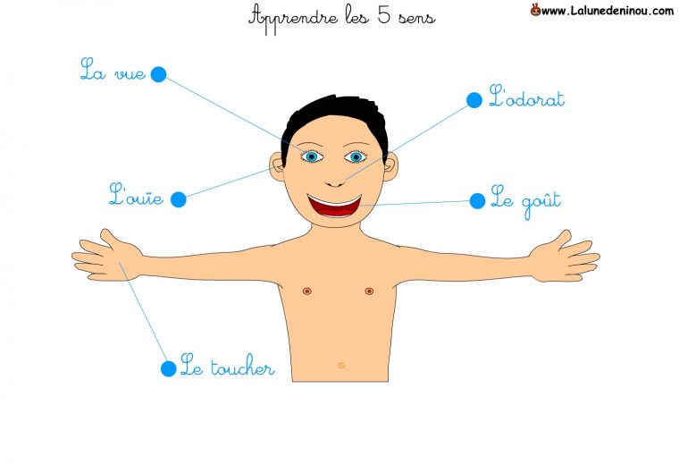 Apprendre Les 5 Sens – Jeux Pour Enfants Sur Lalunedeninou tout Les 5 Sens Activités Maternelle