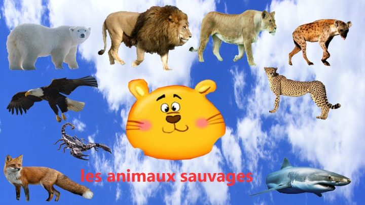 Apprendre Les Noms Des Animaux Sauvages Et Ses Cris tout Apprendre Le Nom Des Animaux