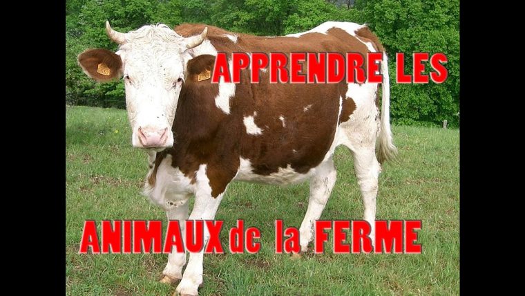 Apprendre Les Sons D' Animaux De La Ferme Et Leurs Cris Pour Les Enfants  Bruit Pour Les Bébés destiné Jeu Cri Des Animaux