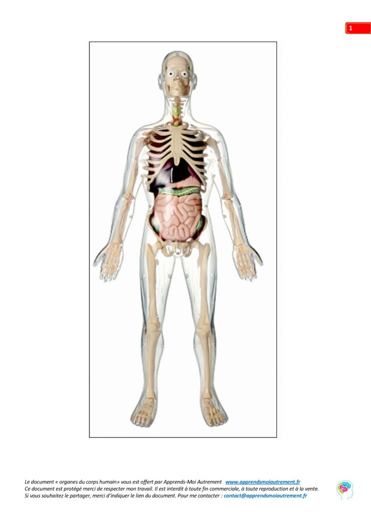 Apprends-Moi Autrement Ce Qu'il Y A Dans Le Corps Humain encequiconcerne Jeux De Squelette Gratuit
