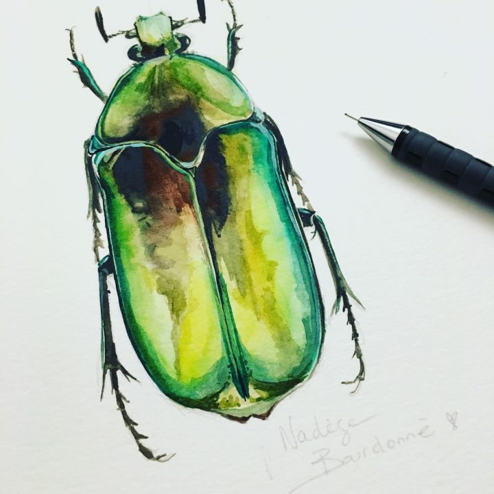 Aquarelle D'un Scarabée #aquarelle #insectes #dessin tout Dessin Scarabée