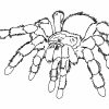 Araignée #24 (Animaux) – Coloriages À Imprimer tout Dessiner Une Araignee