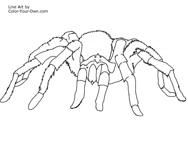 Araignée #35 (Animaux) – Coloriages À Imprimer dedans Dessiner Une Araignee