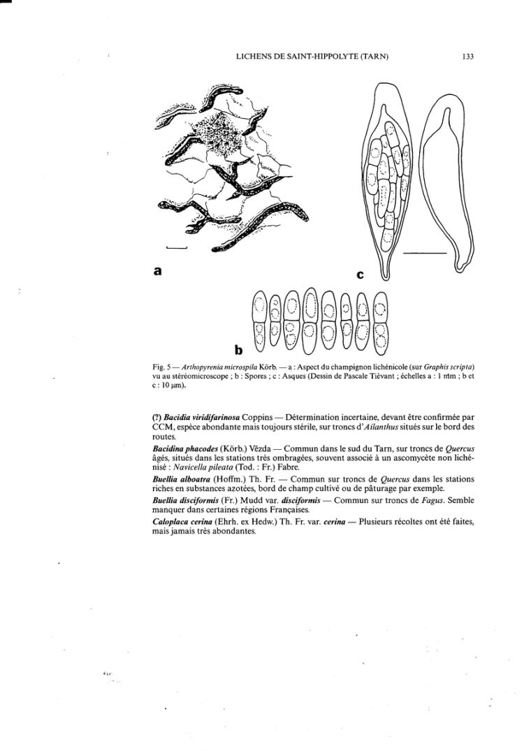 Arthopyrenia Microspila Kôrb. -A : Aspect Du Champignon concernant Dessiner Un Champignon