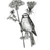 Association Oiseaux Nature | Accueillir La Biodiversité Chez Soi intérieur Dessin De Cage D Oiseau