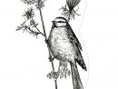 Association Oiseaux Nature | Accueillir La Biodiversité Chez Soi intérieur Les Animaux Qui Hivernent