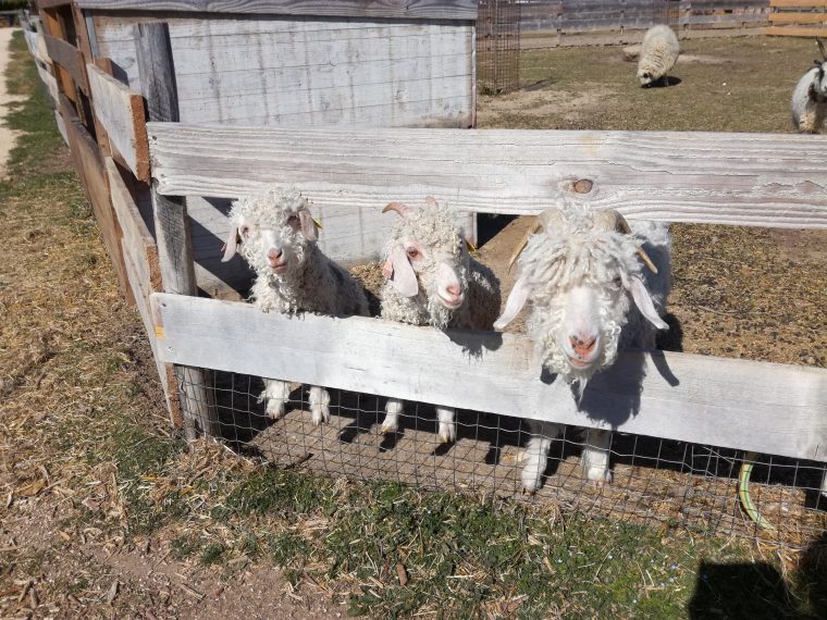 Au Bonheur Des Animaux" – Ferme Pédagogique À La Garde concernant Jeux De Ferme Gratuit Avec Des Animaux