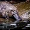 Australie : Les Ornithorynques Sont Poussés Vers L'extinction encequiconcerne Animaux Qui Pondent Des Oeufs