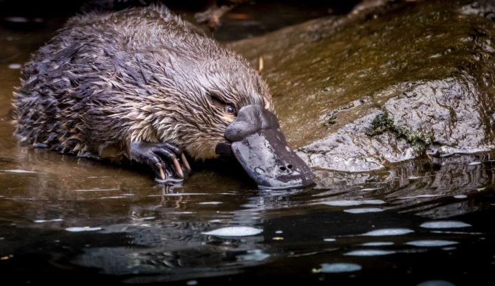 Australie : Les Ornithorynques Sont Poussés Vers L'extinction encequiconcerne Animaux Qui Pondent Des Oeufs