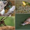 Australie: Plus D'un Milliard D'animaux Morts, 32 Espèces En destiné Animaux Qui Pondent Des Oeufs
