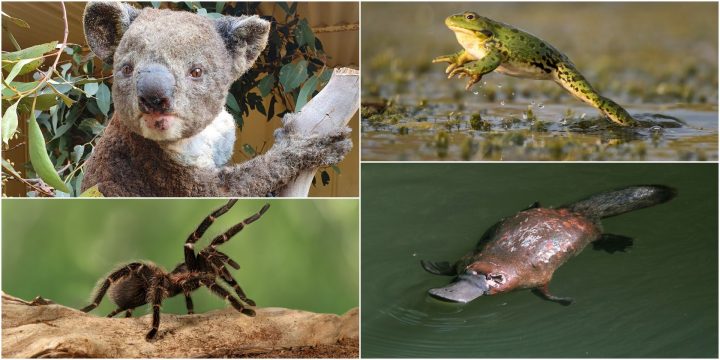 Australie: Plus D'un Milliard D'animaux Morts, 32 Espèces En destiné Animaux Qui Pondent Des Oeufs