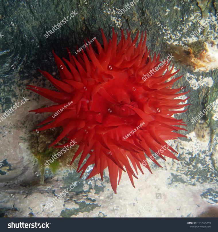 Beadlet Anemone Actinia Equina Banyulssurmer France Stock destiné Anémone Des Mers