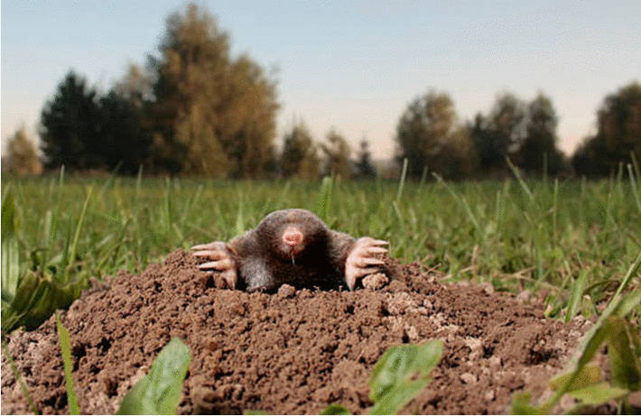 comment se débarrasser des taupes dans un jardin