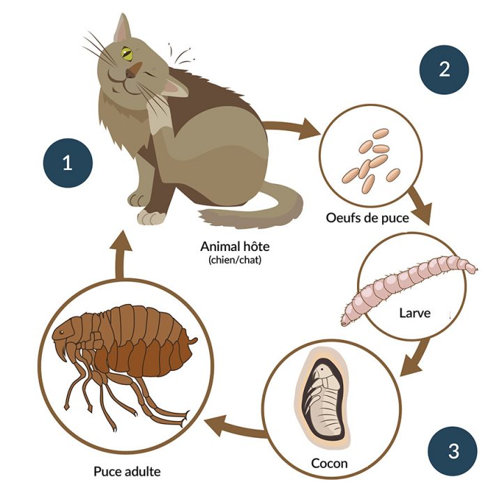 Biocanina – Le Cycle De La Puce encequiconcerne Animaux Qui Pondent Des Oeufs