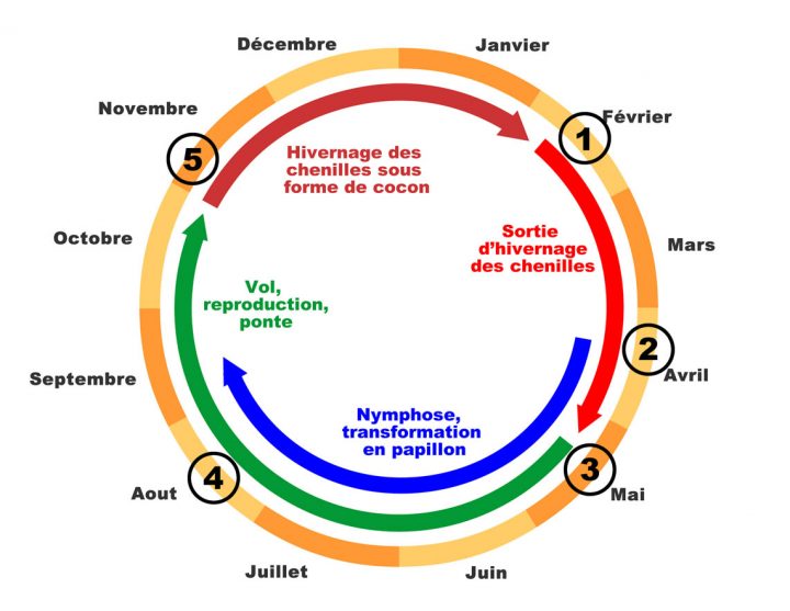 Biologie – France Pyrale Du Buis tout Cycle De Vie D Une Chenille